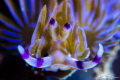   Blue Dragon Pteraeolidia ianthina  
